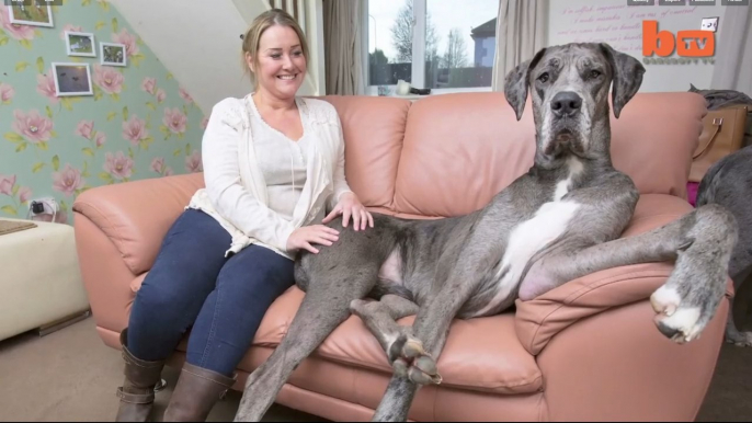 Britain’s Biggest Dog Is Huge