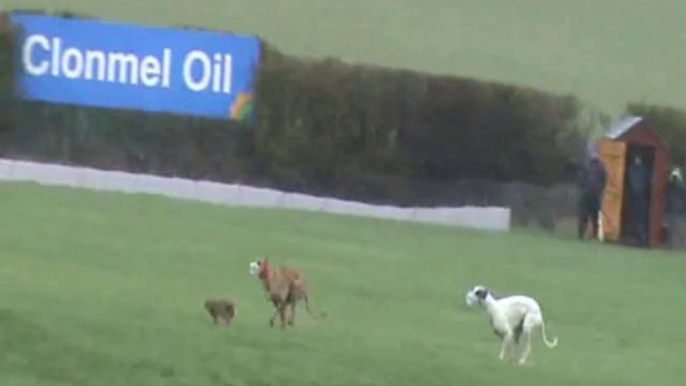 Hare terrorised at Irish coursing event