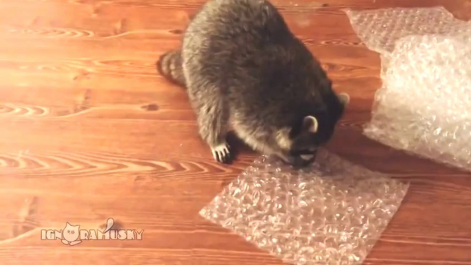 Un raton laveur qui éclate du papier bulle... Trop mignon!