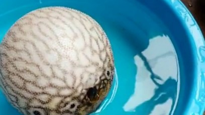 Poisson-ballon (puffer fish) qui gonfle pour se protéger! Impressionnant...