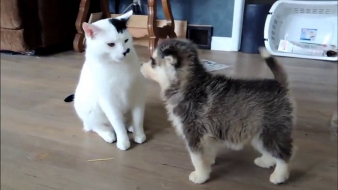 Curious Puppies Adorably Investigate Patient Cat