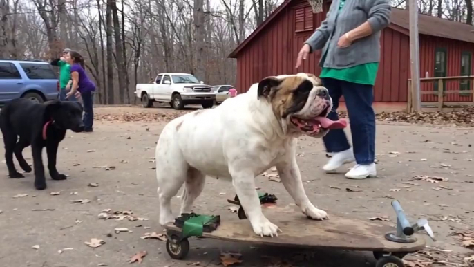 Gwenny the Skateboarding Bulldog