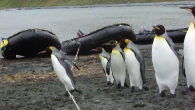 Des manchots jouent avec une corde... Hilarant!