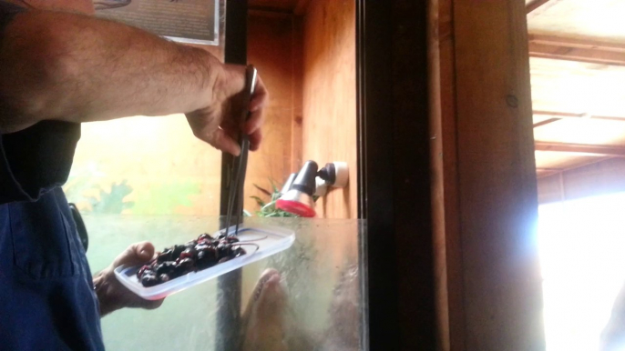 Muzzammil watching Alligators feeding 2014