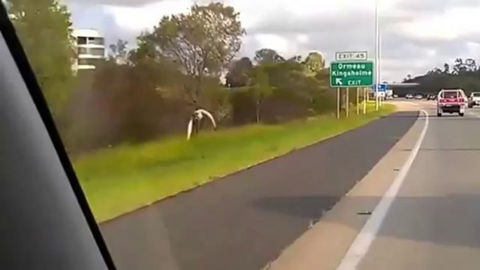 Awesome pigeon flying on the highway! So so fast...