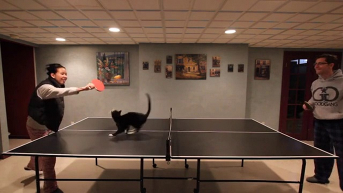 Amazing cat playing PING PONG