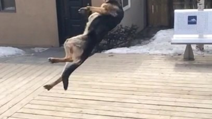 Un berger allemand tombe par terre en Slow motion... Gros fail de chien au ralentit.