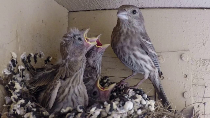 Mother Bird and Hungry Chicks Caught on Camera