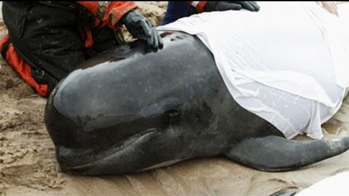 Beached whales: how the stranding happens