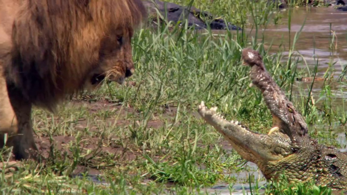 African Cats Earning His Keep - Clip