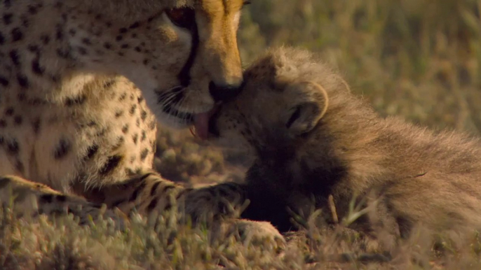 African Cats Herding Cats - Clip