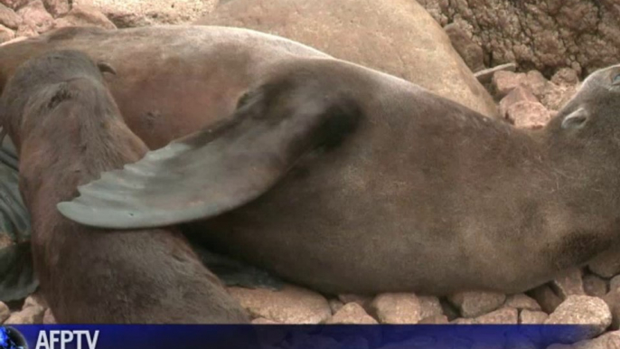 Uruguay, un santuario de lobos marinos