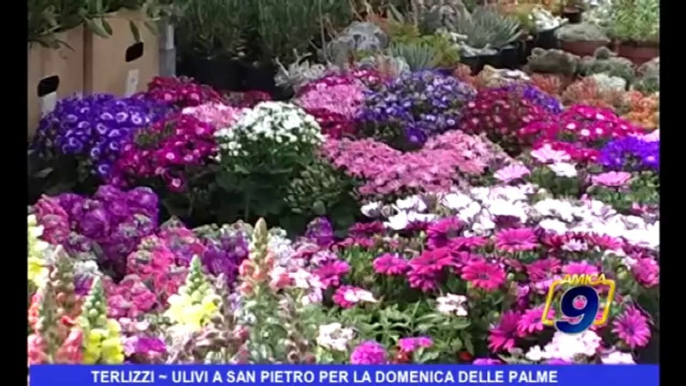 Terlizzi | Ulivi a San Pietro per la Domenica delle Palme