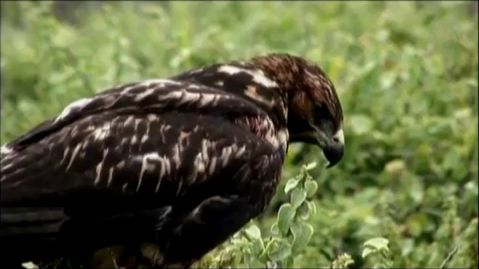 The Galapagos Hawk Being a Predator In Galapagos Islands