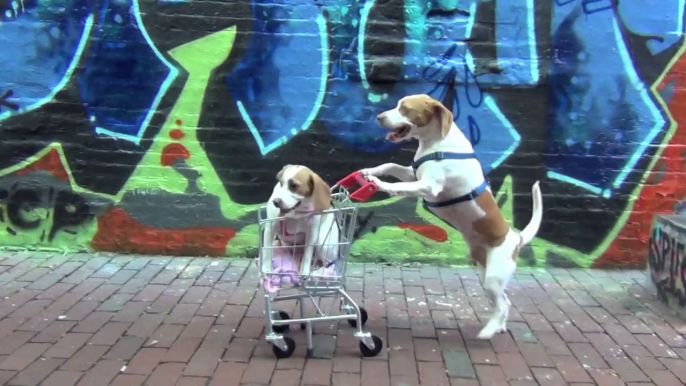 Dog Takes Puppy on Journey in Shopping Cart: Cute Dog Maymo and Puppy Penny