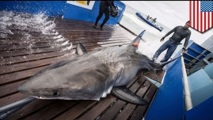 Man-eater great white shark caught in Florida, tracked across Atlantic Ocean