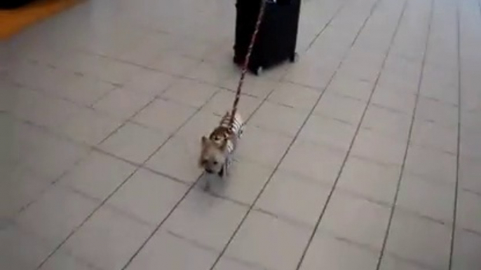 So cute puppy carrying luggage! Hilarious.