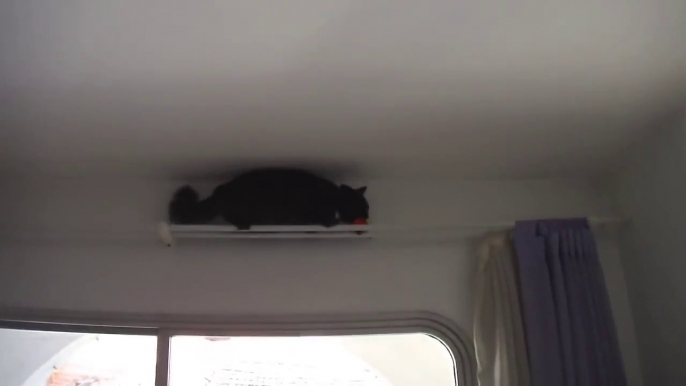 Remake de Mission Impossible avec son chat. Marrant...