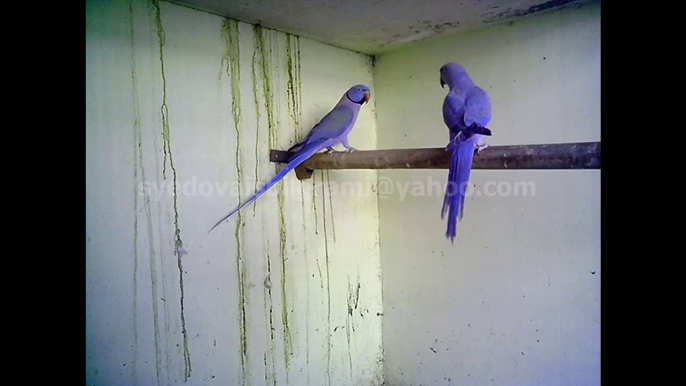 Turquoise Violet Indian Ring Necks of Syed Ovais Bilgrami