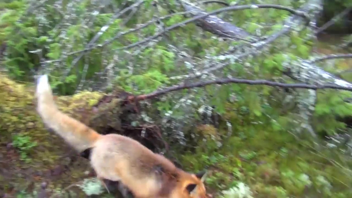 Love story between a Dog and a Fox! So cute animals...