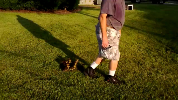 Ducklings Following Man Everywhere Is Adorable