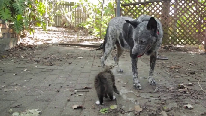 Un chien protège un bébé chat malade... Trop mignon!