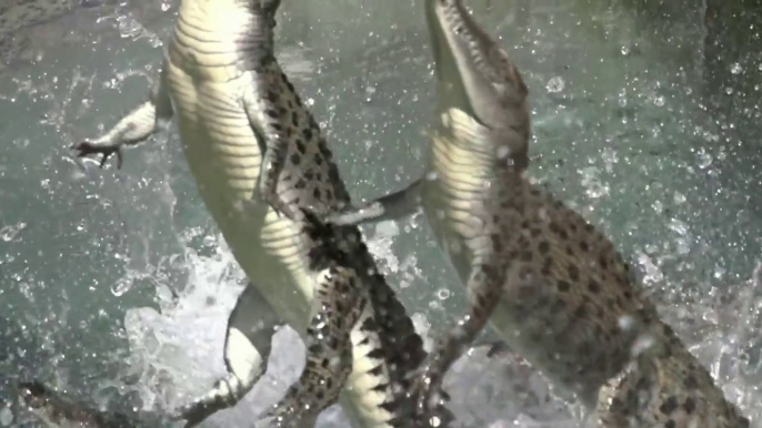 Des crocodiles sautent en Slow Motion!