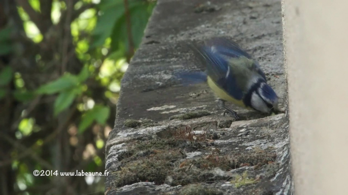 Mésanges bleues Pt5 (07-05-2014)