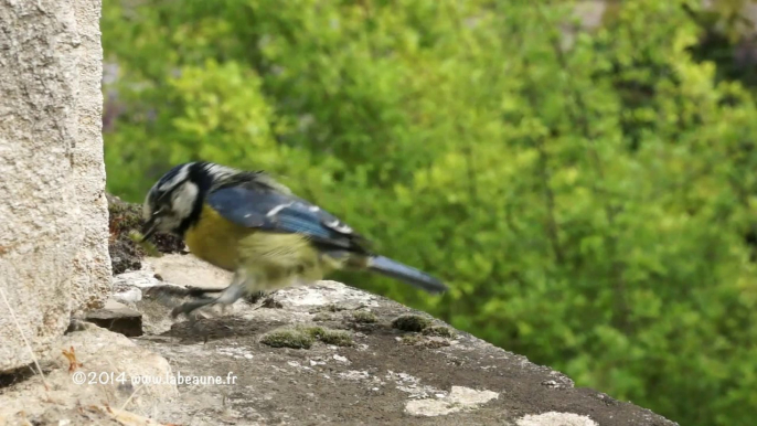 Mésanges bleues Pt8 (08-05-2014)