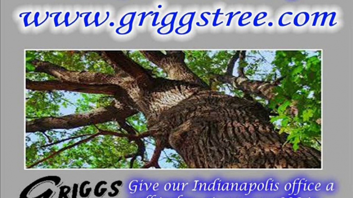 Tree Removal Service in Indianapolis - Snow Removal - Tree Trimming