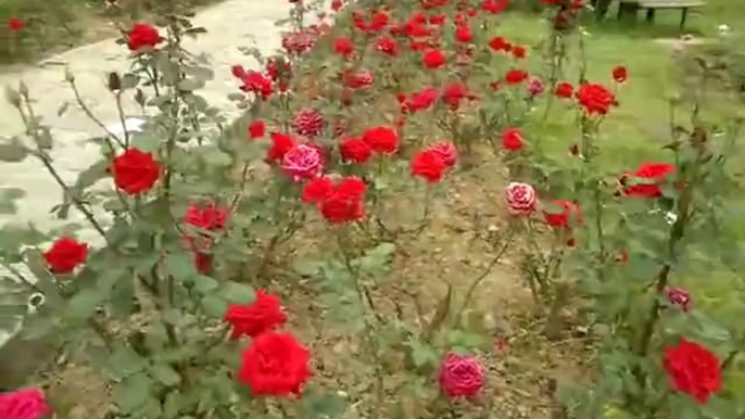 red roses and Pink Rose 'Beauty and maroon roses in garden islamabad - Video Dailymotion