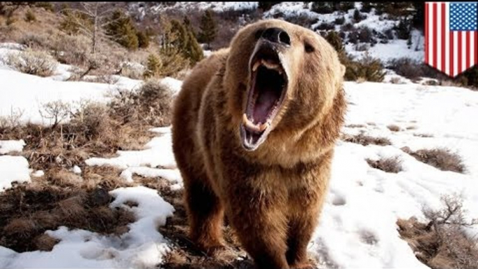 Mother grizzly bear mauls woman in Alaska to protect cute cubs