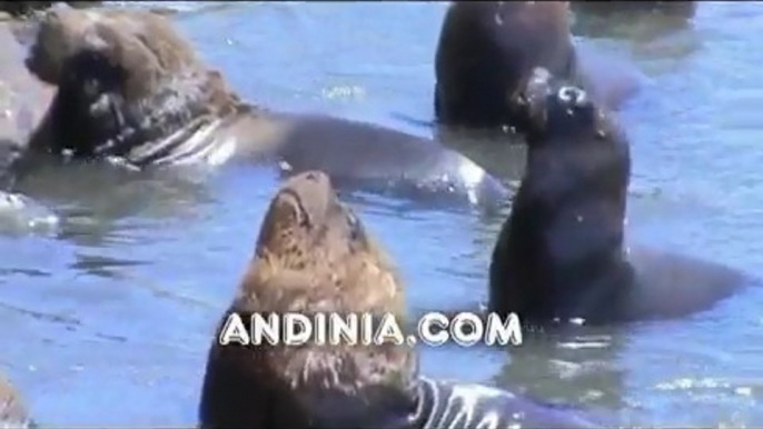 Lobos marinos - South American Sea Lions - Otarie à crinière - Lion marin (Otaria flavescens) - Leao-marinho