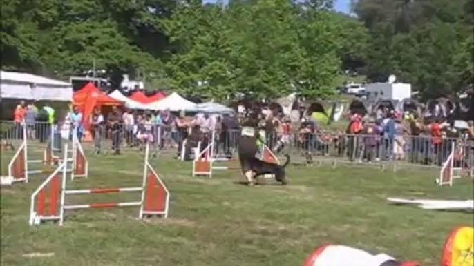 agility trophée 14 cibeins Dolce manche 2