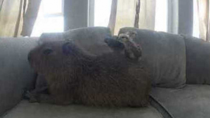 JoeJoe the Capybara Is a Real Chick Magnet