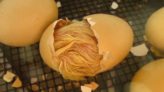 Newly Hatched Chicken - Chick Hatching From Egg!