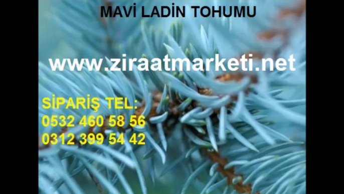 mavi ladin tohum, mavi ladin yetiştiriciliği, mavi ladin ankara, mavi ladin tohumu nasıl ekilir, mavi ladin tohum fiyatları