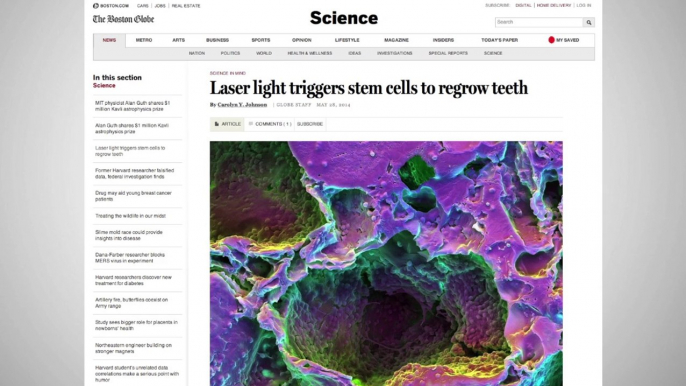 Scientists Can Regrow Teeth With Lasers