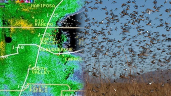 Massive NM Grasshopper Swarm Shows up on Radar