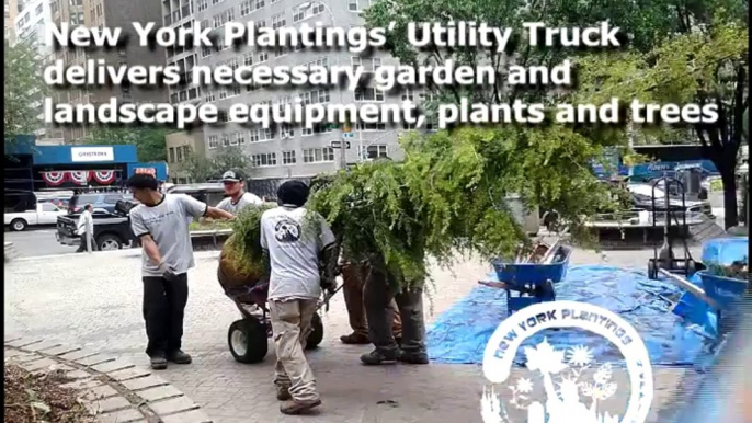 New York Plantings' Courtyard Renovation and Largest Irrigation Installation in Manhattan, New York (1)