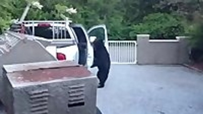 Bear Opens Car Door