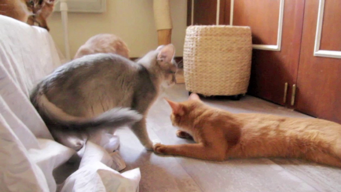 Jeux - chats Somali et Abyssin - Chatterie de la Rivaleraie