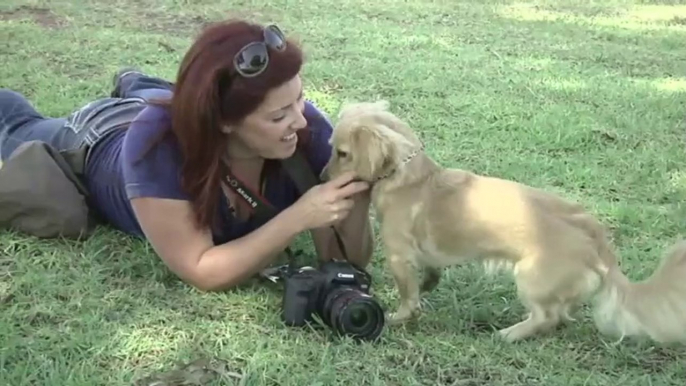 Photographers go to the dogs for pet portraits