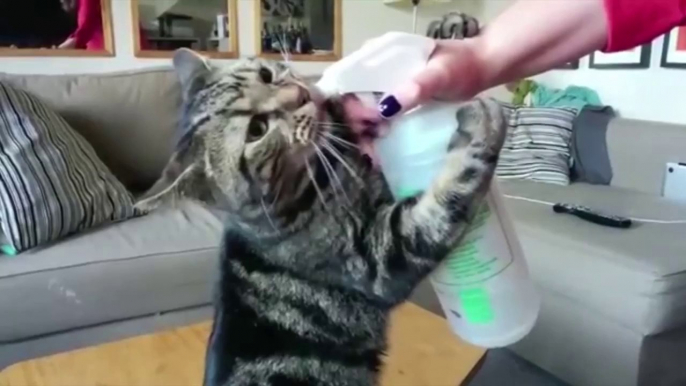 Funny Cat Drinks From Spray Bottle Cheers!