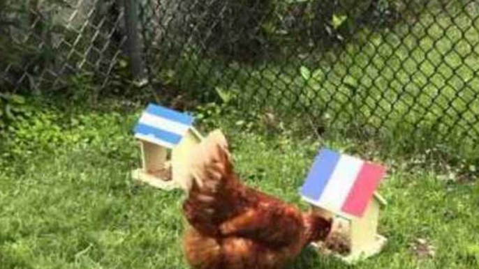 Carly the Chicken Predicts World Cup Results