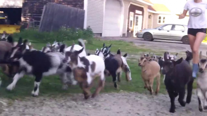 Des bébés chèvres adorable à la ferme! Trop mignon.