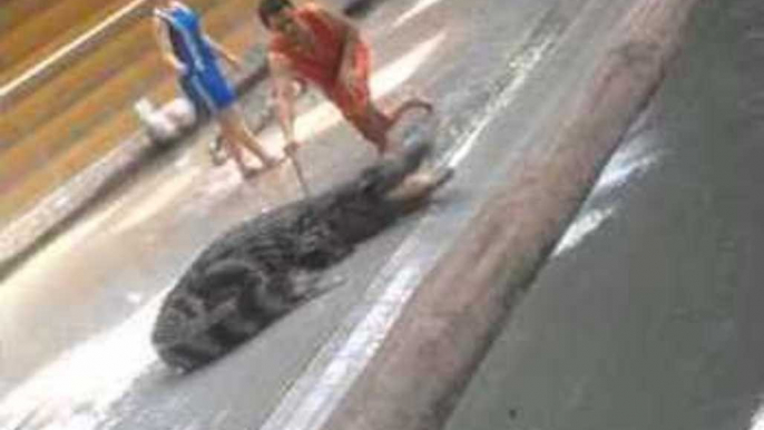 Crocodile Trainer Shocks Audience With Daring Act