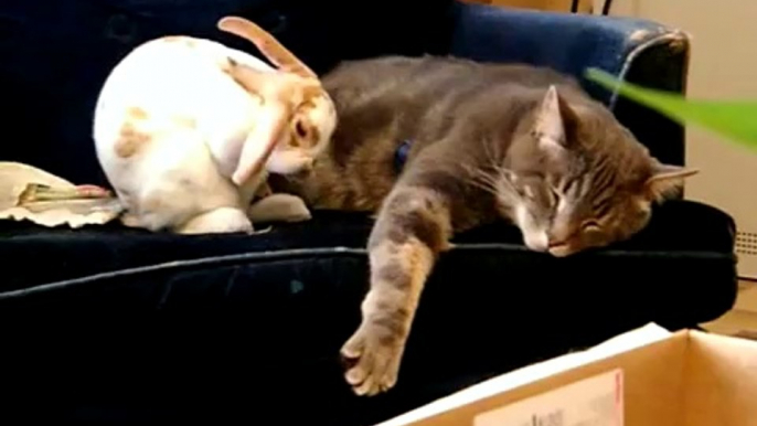 Rabbit and Cat love