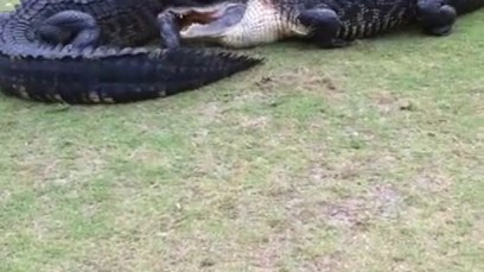 Baston d’alligators sur un terrain de Golf... Flippant!