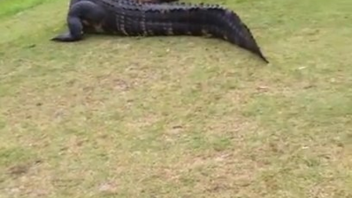 Amazing Crocodiles fight on golf green field... Violent!